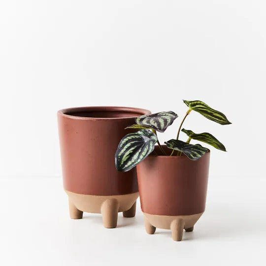 Peperomia Watermelon in Pot - 15cm