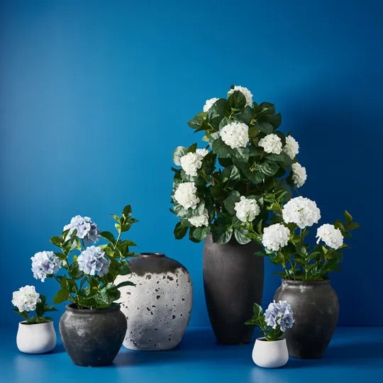 Hydrangea Plant - White 30cm