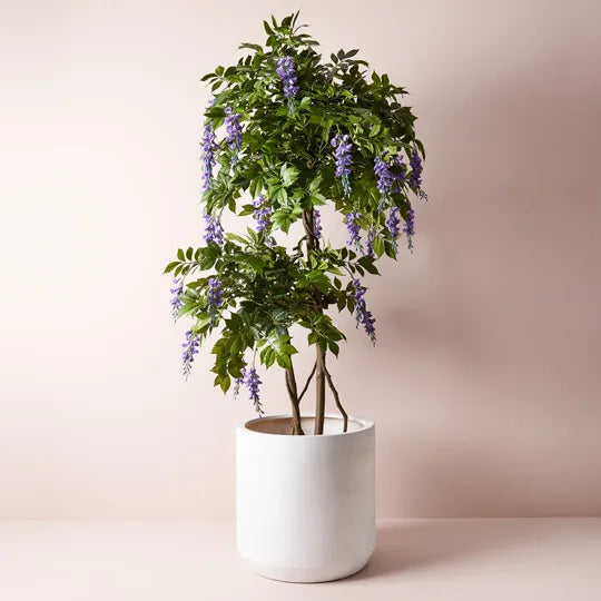 Wisteria Tree - Purple 190cm