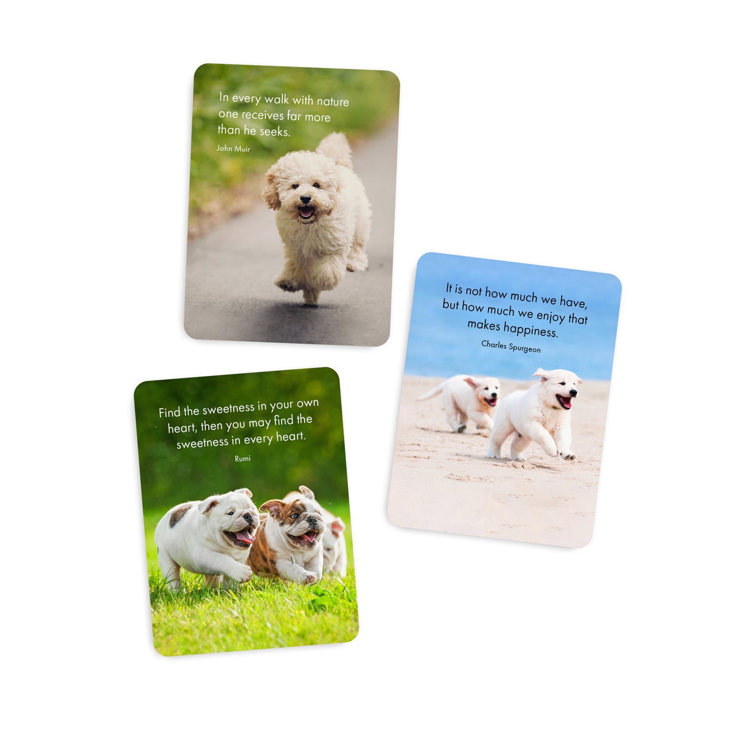 Little Affirmations Cards - Pupparazzi
