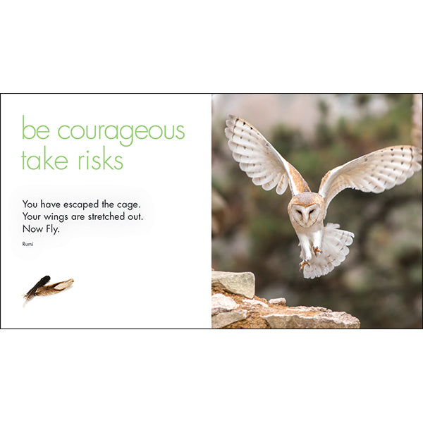 A Little Book of Owl Wisdom