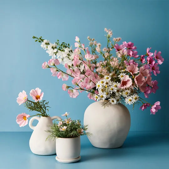 Cosmos Bush in Pot - Light Pink 20cm