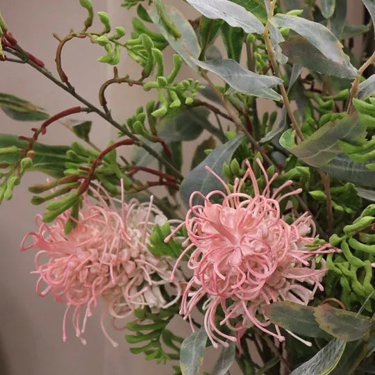 Grevillea - Pink 63cm