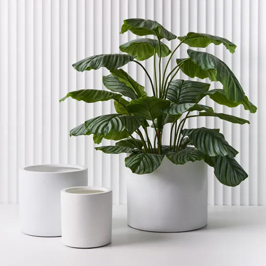 Calathea Plant - Green 111cm
