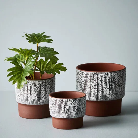 Philodendron Selloum in Pot - Green 15cm