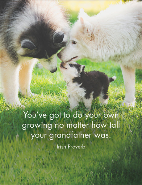 Little Affirmations Cards - Every Dog Has It's Day