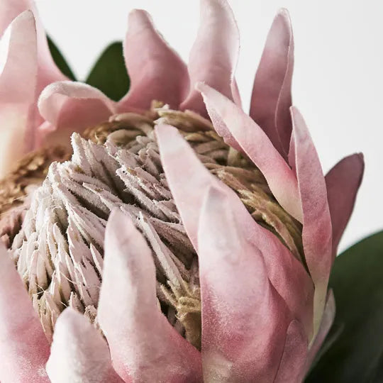 King Protea - Light Pink 73cm