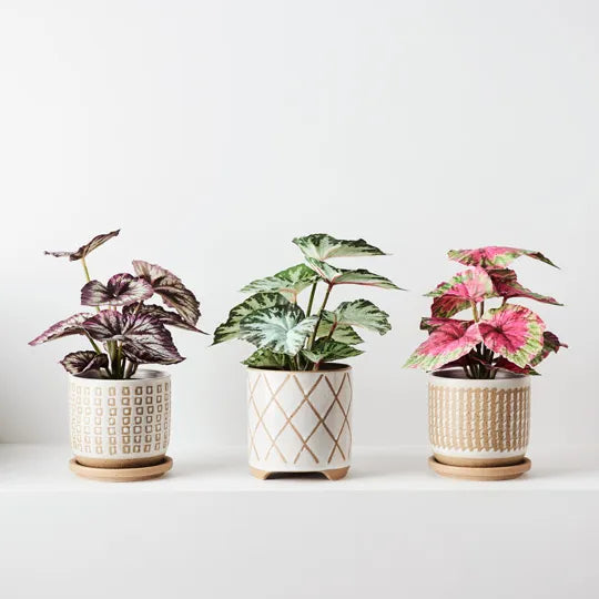 Begonia in Pot - Red & Green 25cm