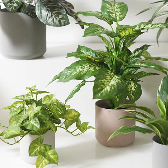 Syngonium Hanging Bush in Pot - Green 30cm