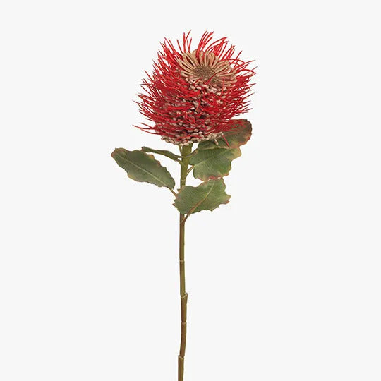 Protea Leucospermum Hybrid - Red 58cm