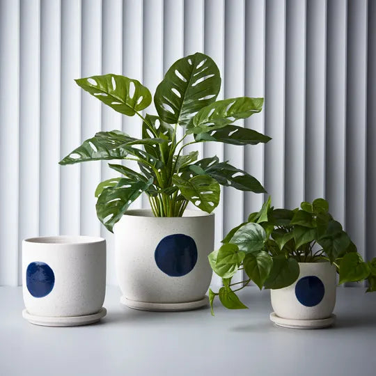 Philodendron in Pot - Green 19cm