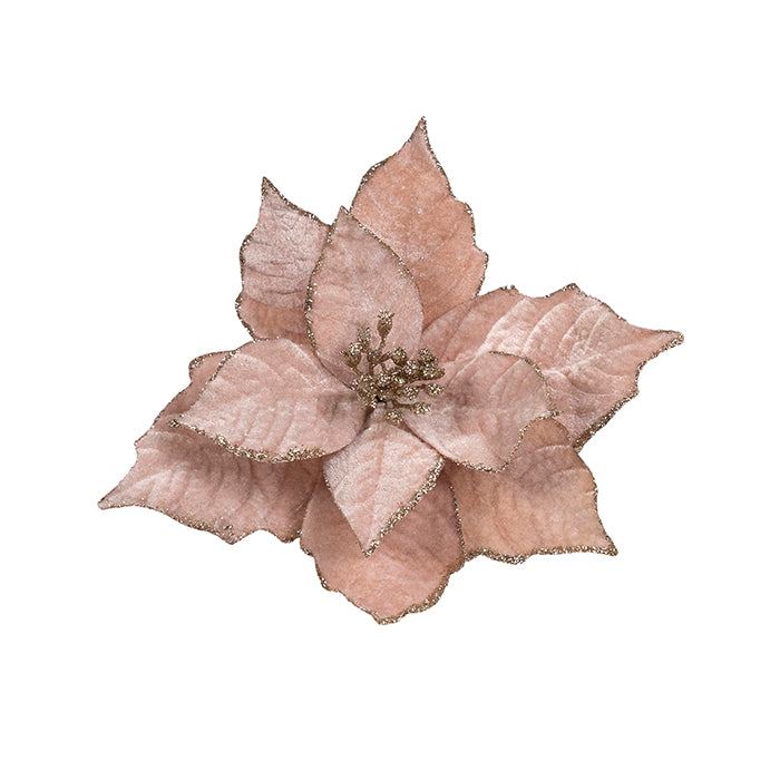 Light Pink with Gold Poinsettia