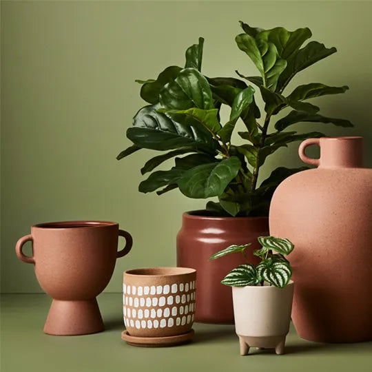 Fiddle Leaf Plant - Green 53cm
