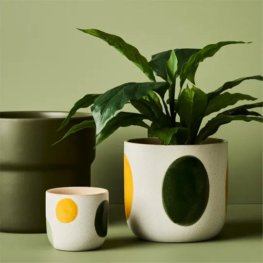 Spathiphyllum in Pot - Green 45cm