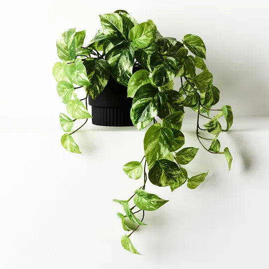 Pothos Marble Hanging Bush in Pot - Variegated 64cm