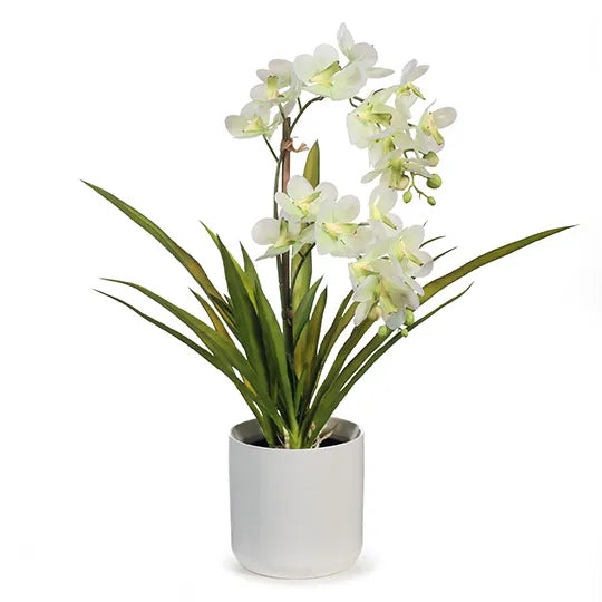 Orchid Ascocenda in Pot - Soft Green 48cm