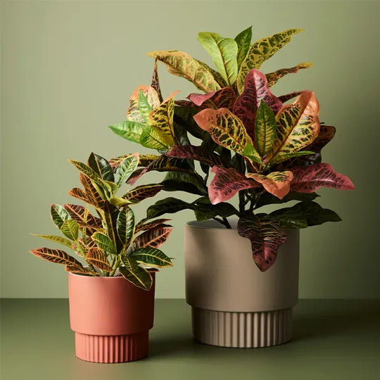 Croton Plant - Orange Green 54cm