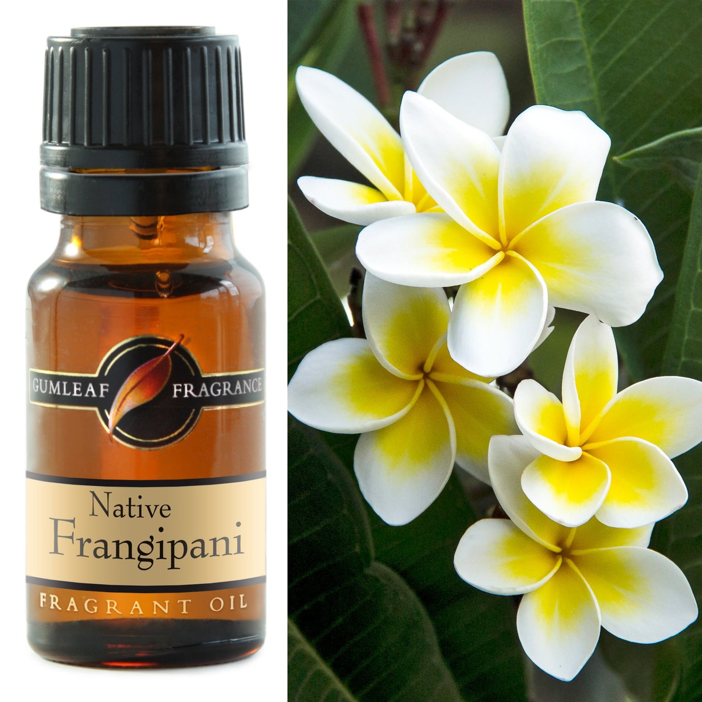 Fragrance Oil - Native Frangipani