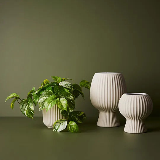 Pothos Marble in Pot - Variegated 20cm