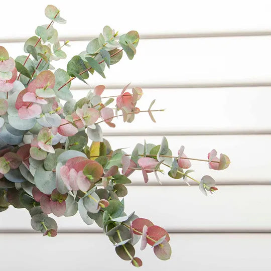Eucalyptus Silver Dollar - Green 86cm