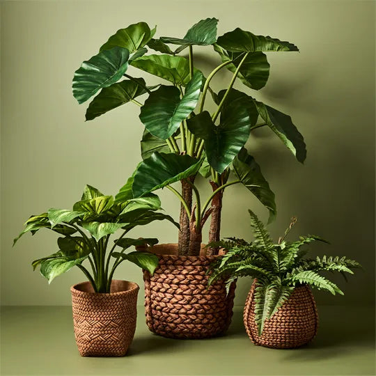 Boston Fern in Pot - Green 40cm