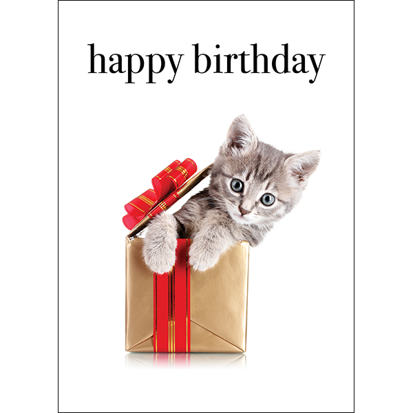 Animal Affirmations Card - Happy Birthday (Kitten)