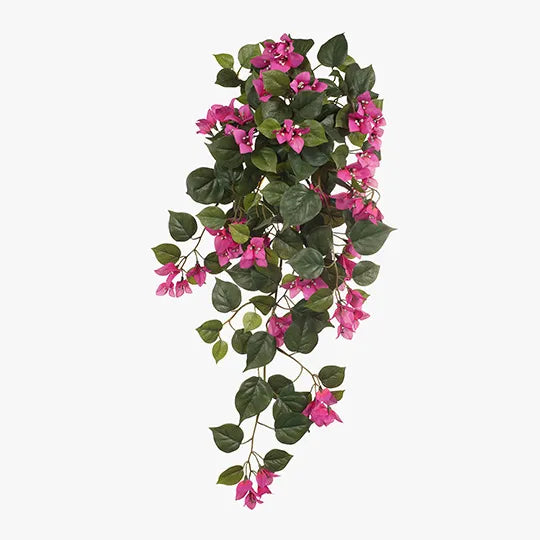 Bougainvillea Hanging Bush - Fuschia
