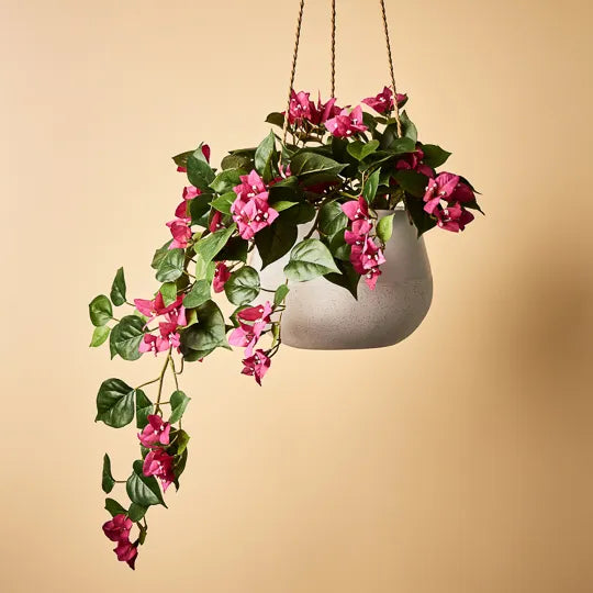 Bougainvillea Hanging Bush - Fuschia