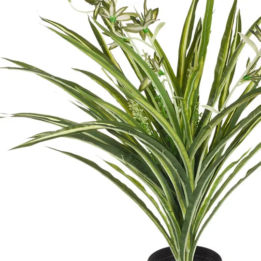 Spider Plant in Pot