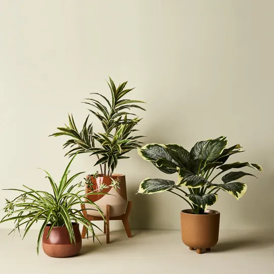 Spider Plant in Pot