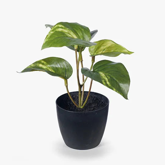 Pothos in Pot - 15cm
