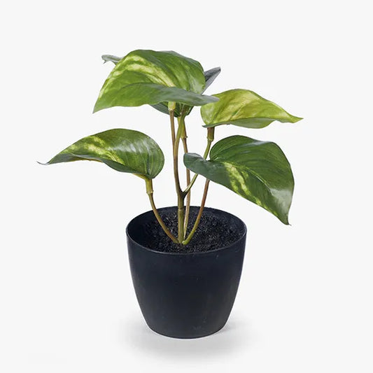 Pothos in Pot - 15cm
