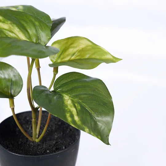 Pothos in Pot - 15cm