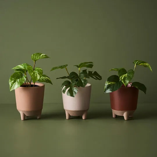 Pothos in Pot - 15cm