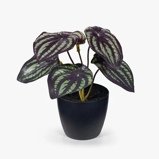 Peperomia Watermelon in Pot - 15cm