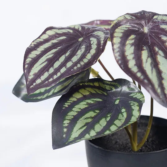 Peperomia Watermelon in Pot - 15cm