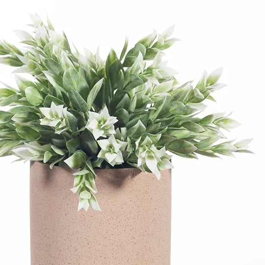 Ruscus Bush in Pot