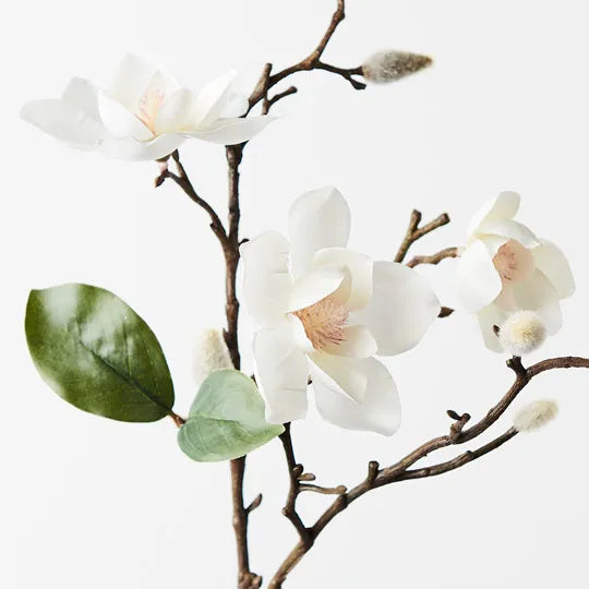 Magnolia Japanese Spray