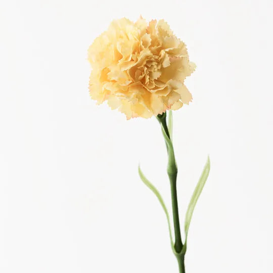Carnation - Yellow 47cm