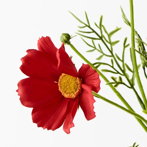 Cosmos Spray - Red 50cm