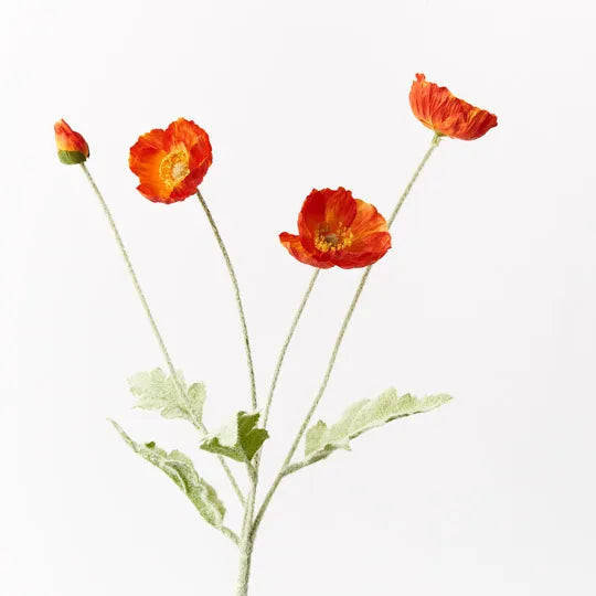 Poppy Iceland Spray - Burnt Orange 60cm