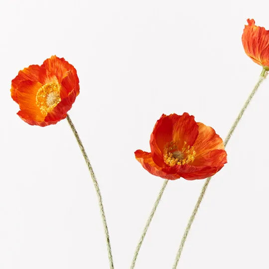 Poppy Iceland Spray - Burnt Orange 60cm