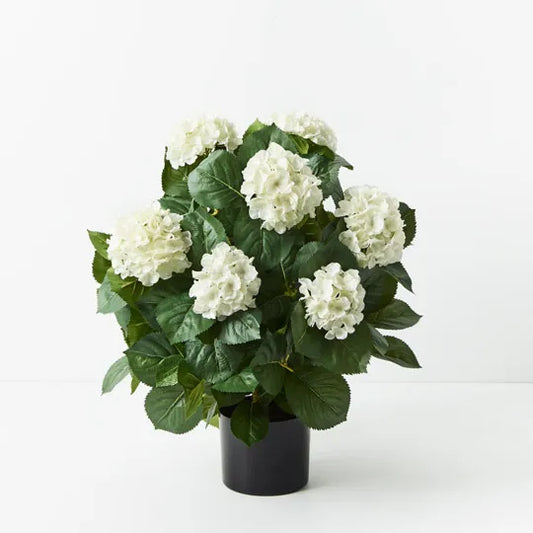 Hydrangea Plant - White 60cm