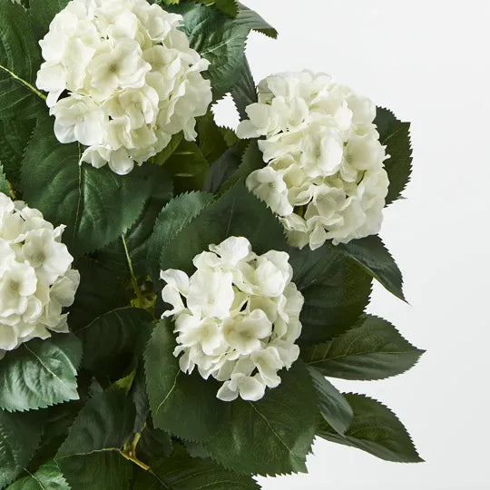 Hydrangea Plant - White 60cm