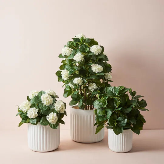 Hydrangea Plant - White 60cm