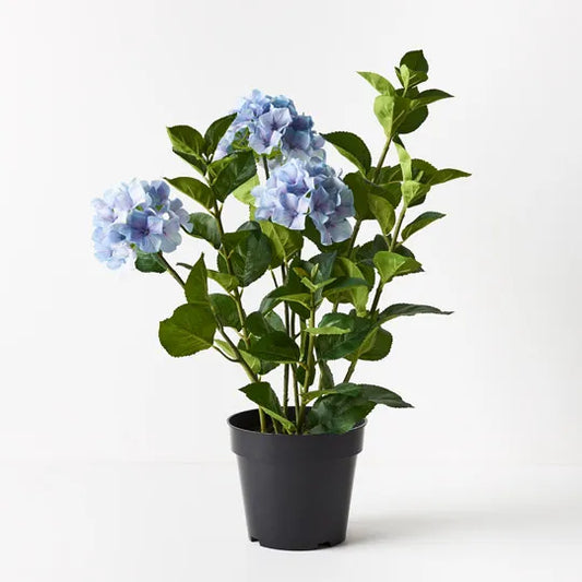 Hydrangea Plant- French Blue 69cm