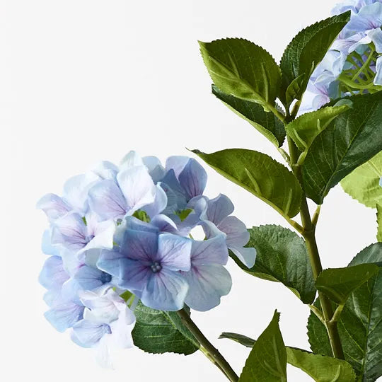 Hydrangea Plant- French Blue 69cm