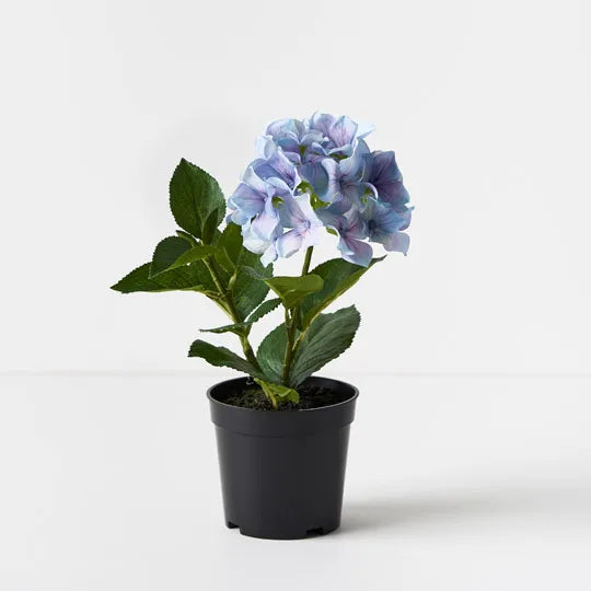 Hydrangea Plant - French Blue 30cm