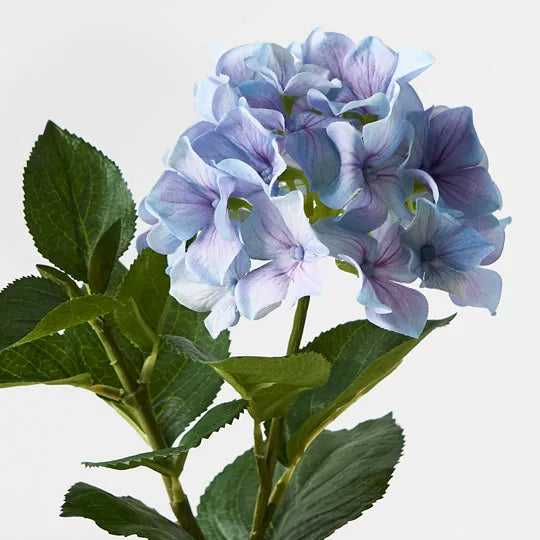 Hydrangea Plant - French Blue 30cm