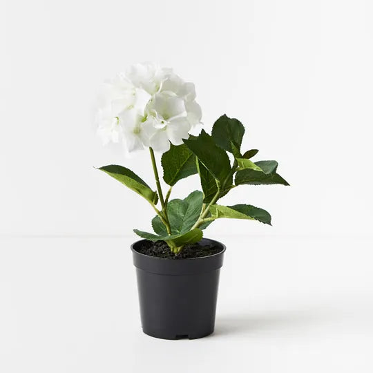 Hydrangea Plant - White 30cm